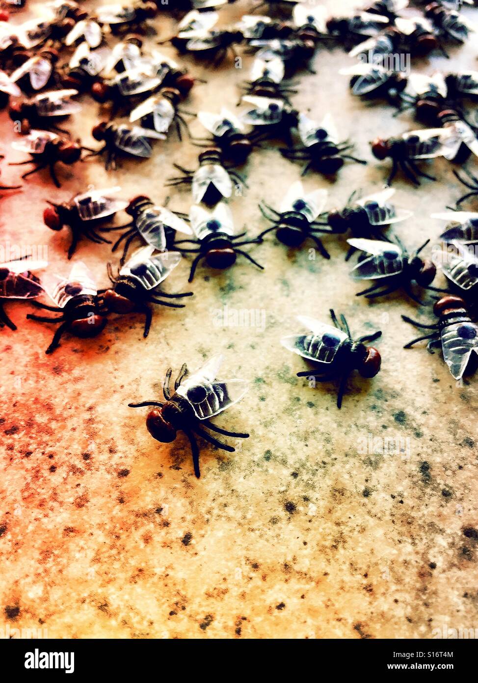 A swarm of house flies on the kitchen counter - Smartphone Captured Stock Image