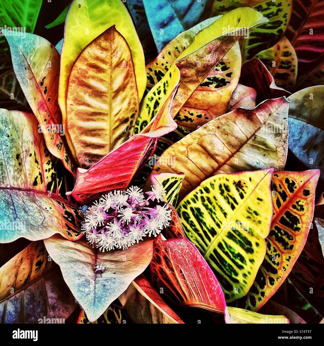 The striking, variegated foliage of the Croton plant surrounds delicate flowers and adds vivid color to the tropical garden. Stock Photo