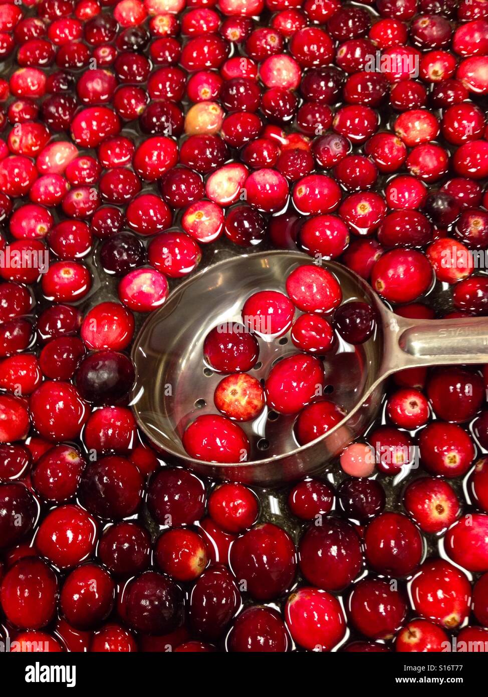Fresh cranberries floating in water Stock Photo Alamy