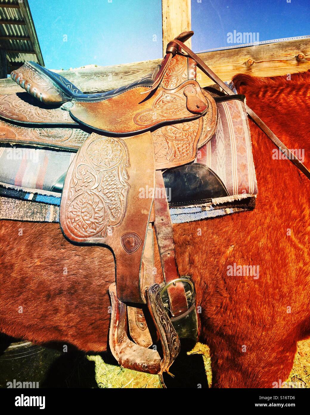 Western saddle on horse Stock Photo Alamy