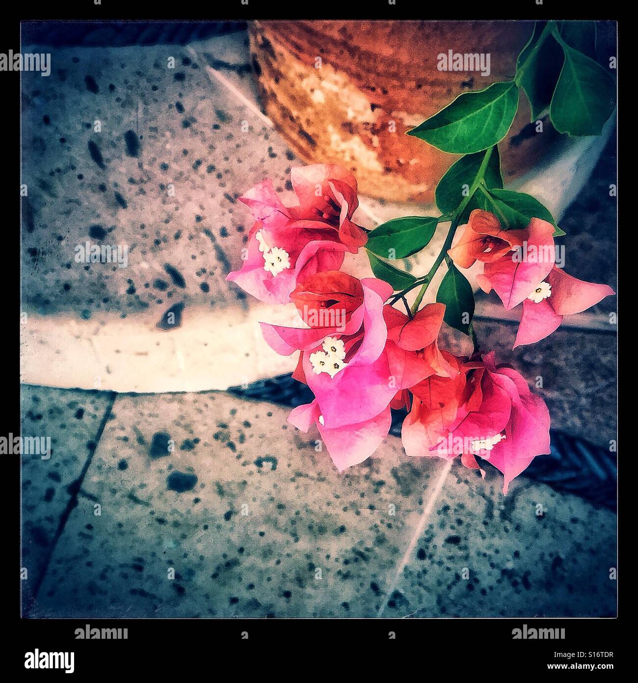 Beautiful Bougainvillea blossoms cascade over the edge of their container on the patio steps. Stock Photo