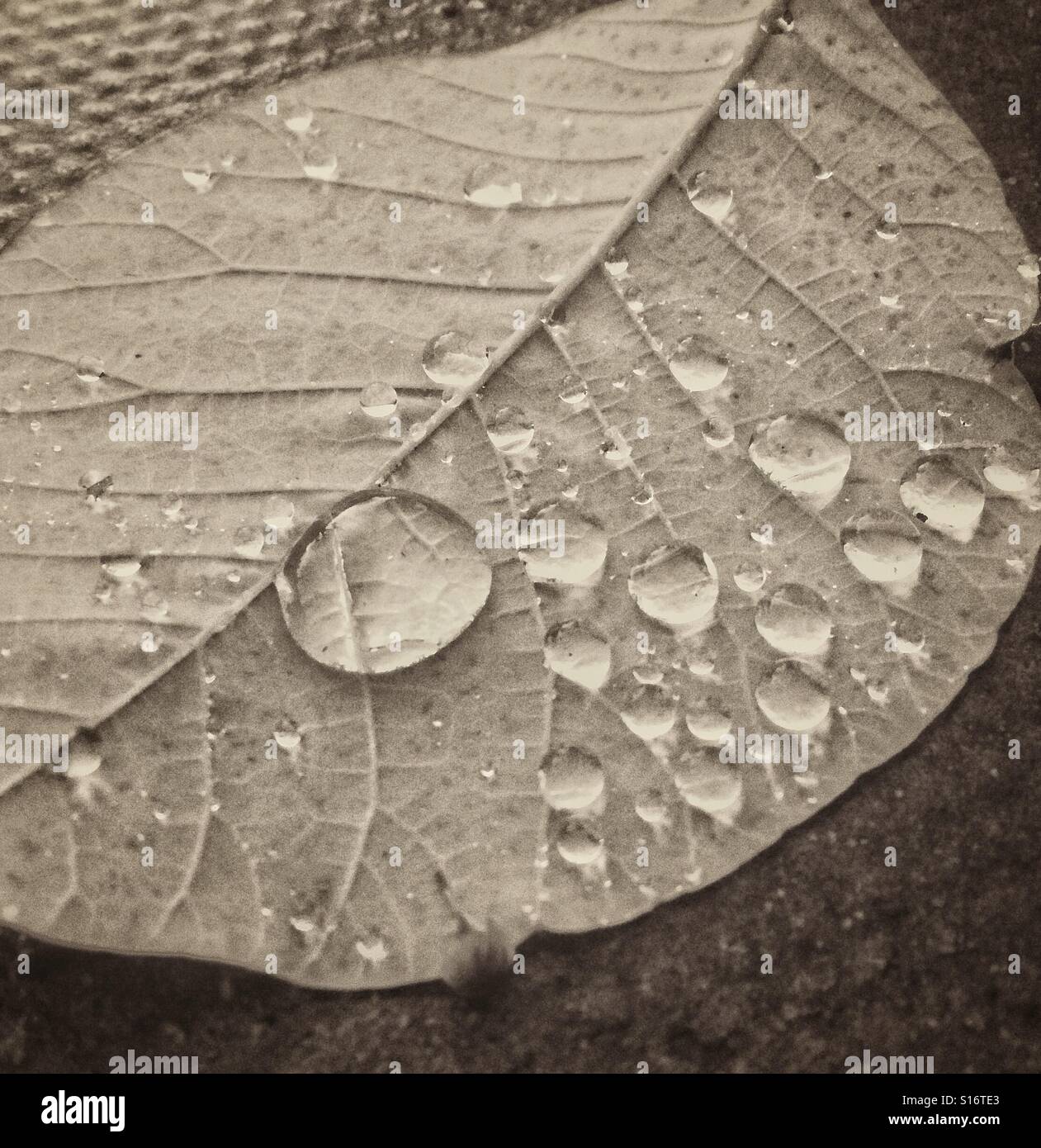 Raindrops on a leaf - Smartphone Captured Stock Image