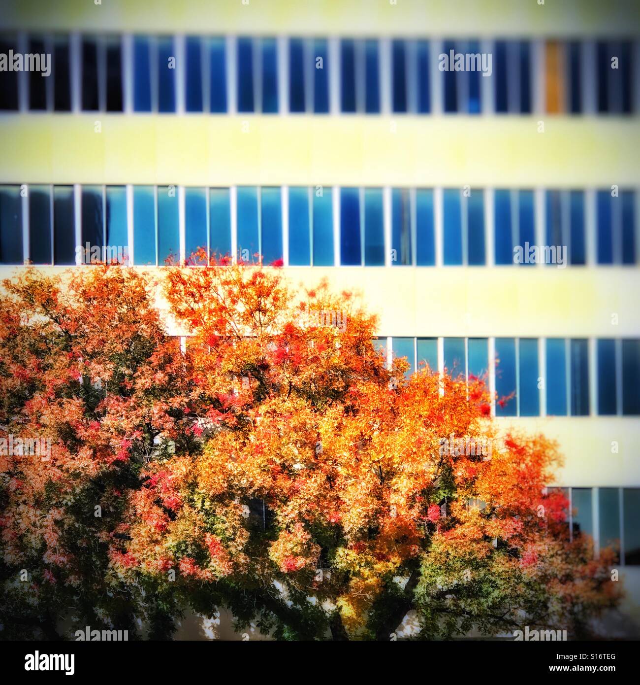 Fall leaves next to an office building Stock Photo