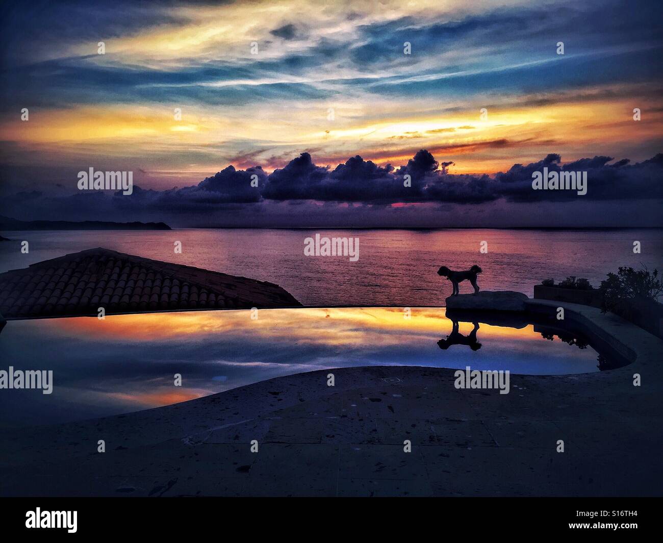Infinity Pool Dog Infinity pool overlooking ocean hi-res stock photography and images - Alamy