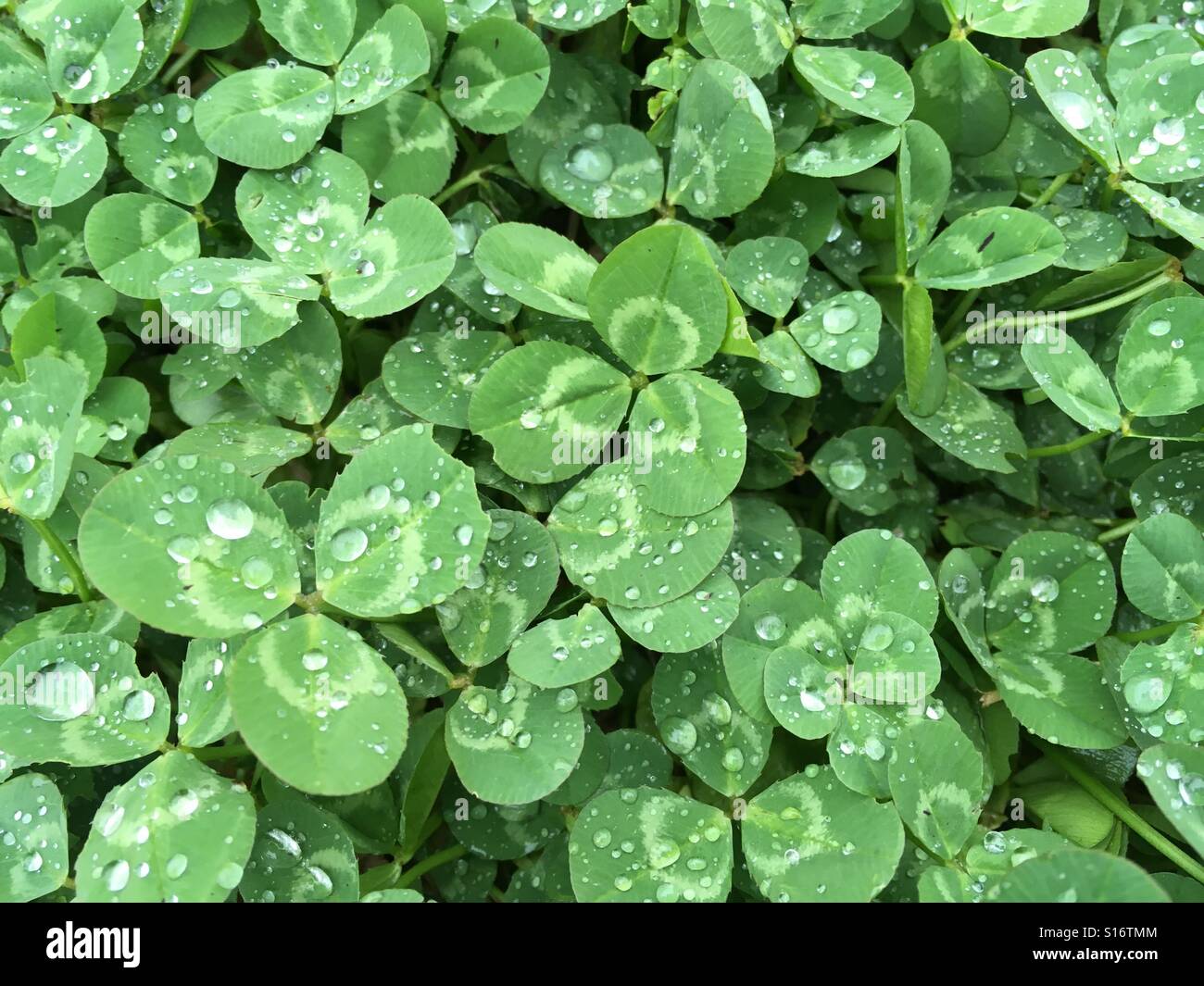 Clover and raindrops Stock Photo