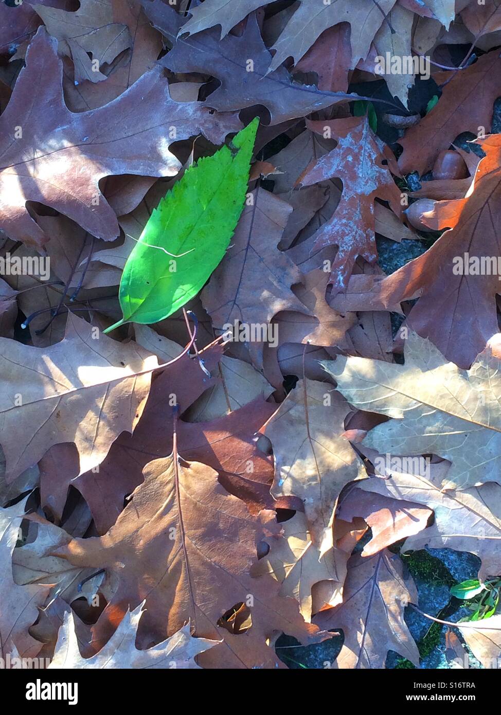 Heap of old leaves with green leaf Stock Photo