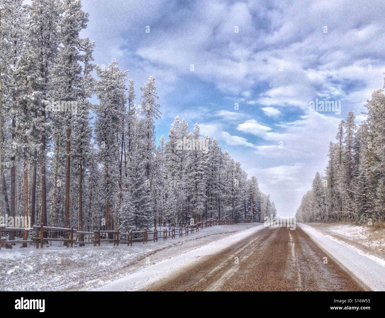 Gravel road through a snow and frost-covered forest. Southern Alberta, Canada. - Smartphone Captured Stock Image