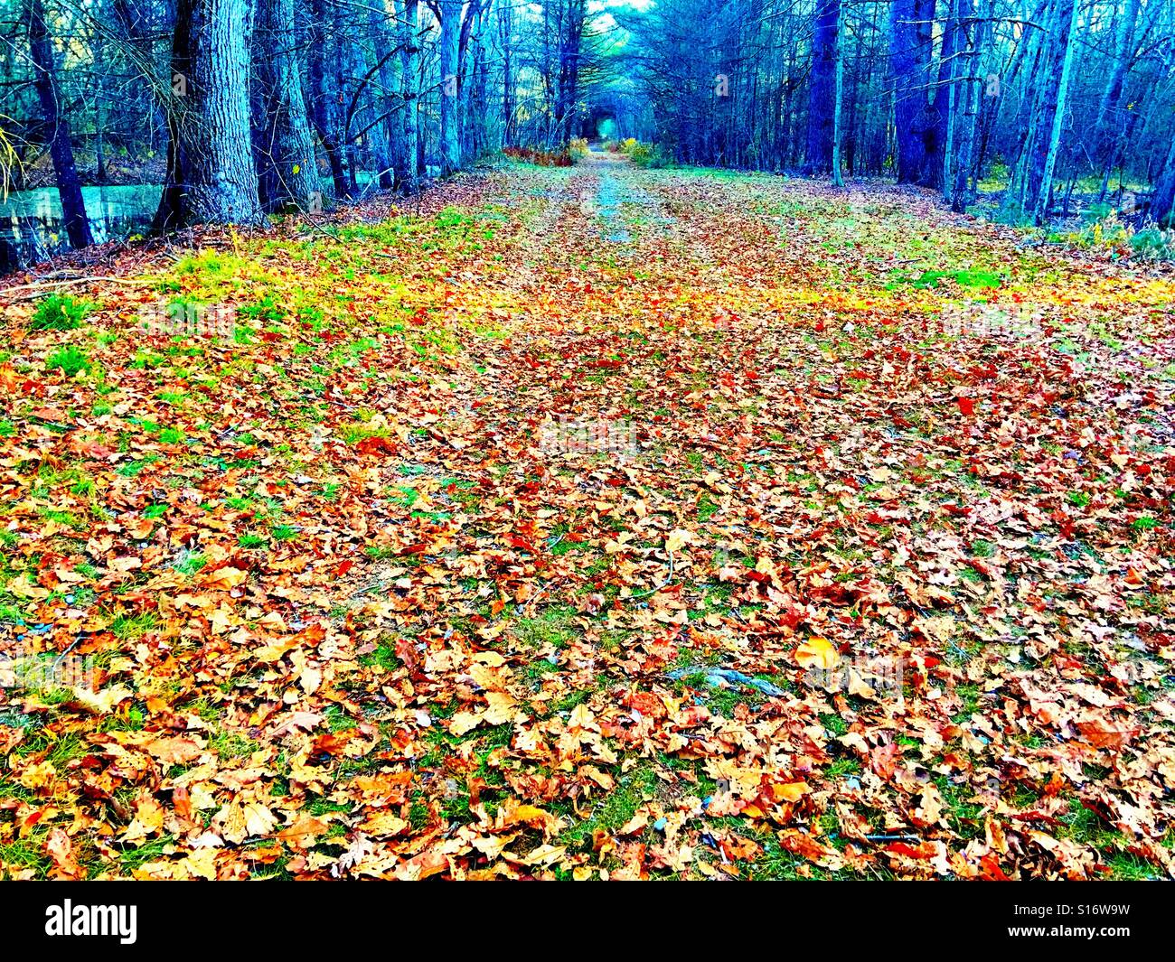 Autumn leaves on a footpath in the woods, Whitinsville , Massachusetts, USA. - Smartphone Captured Stock Image