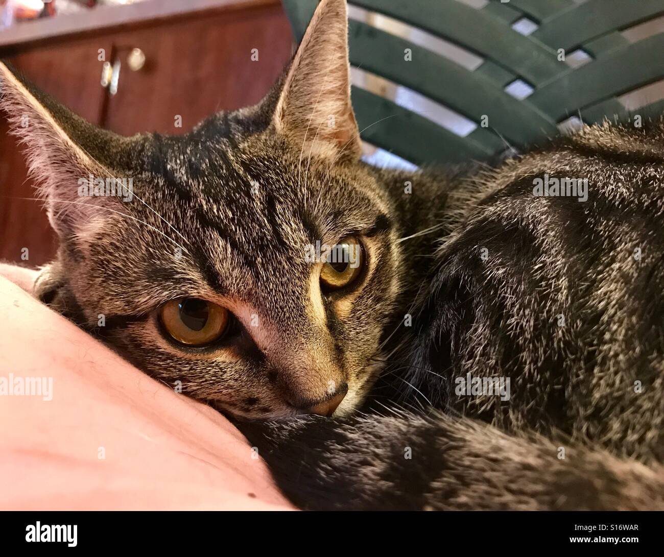 Portrait of coppereyed teenage tabby kitten Stock Photo Alamy