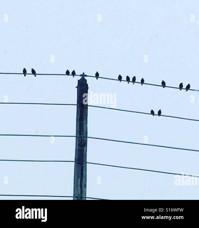 Birds on power lines in wintertime by K.R. Stock Photo