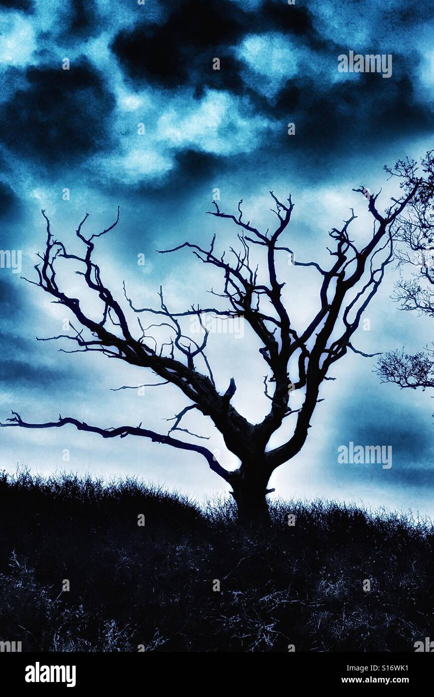 Black silhouette of a dead tree against a threatening sky - Smartphone Captured Stock Image