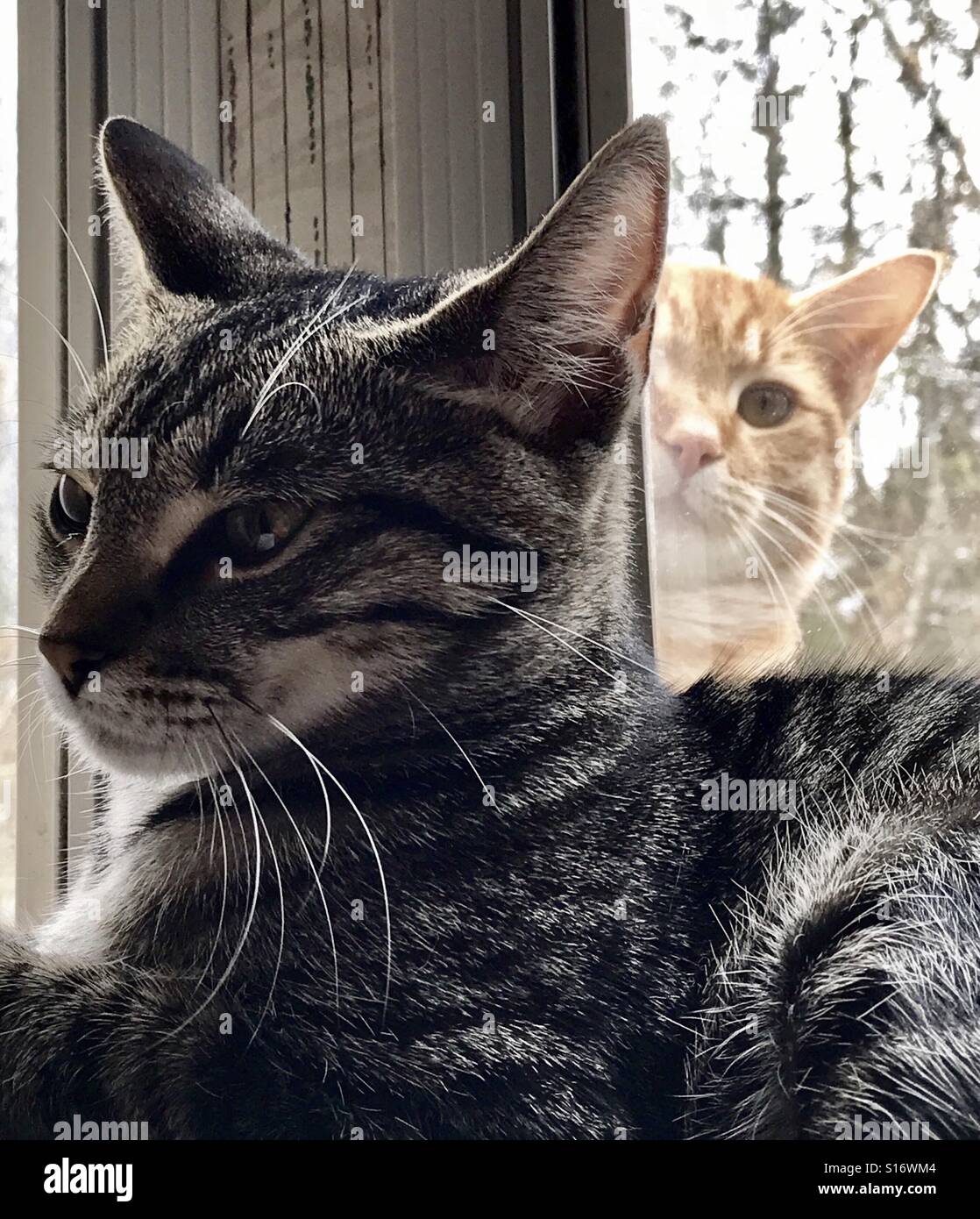 Outdoor orange (or ginger) coppereyed tabby cat peering inside window