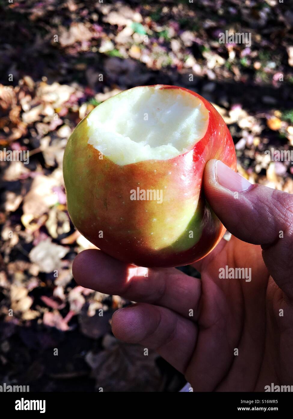 Organic apple in hand against autumn leaves - Smartphone Captured Stock Image