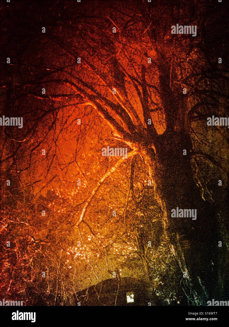 Old Tree Illuminated by a Bonfire - Smartphone Captured Stock Image