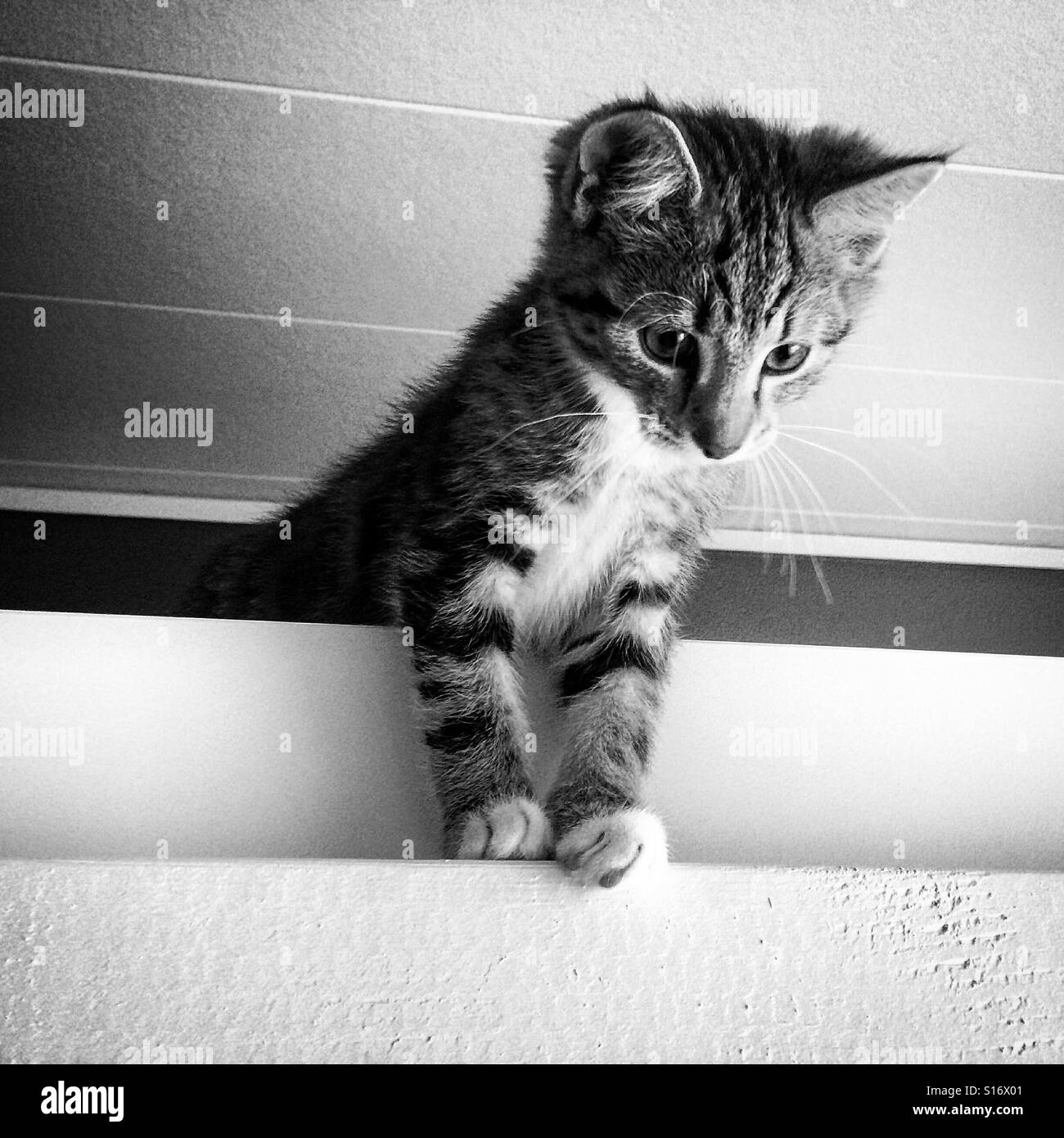 A curious kitten is discovering our home Stock Photo