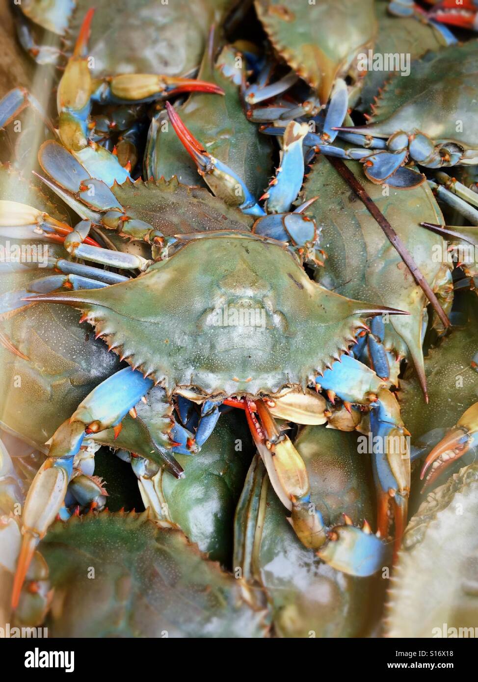 Live Bluepoint crabs for sale in Chinatown NYC - Smartphone Captured Stock Image