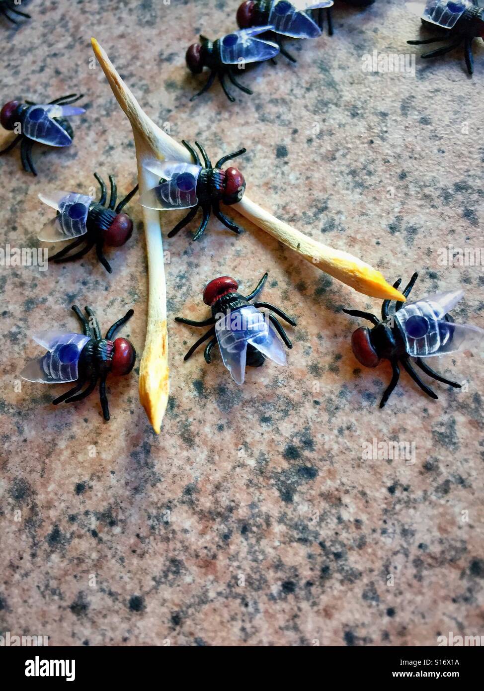 Flies houseflies congregate instead of eight chicken wishbone picked clean. - Smartphone Captured Stock Image