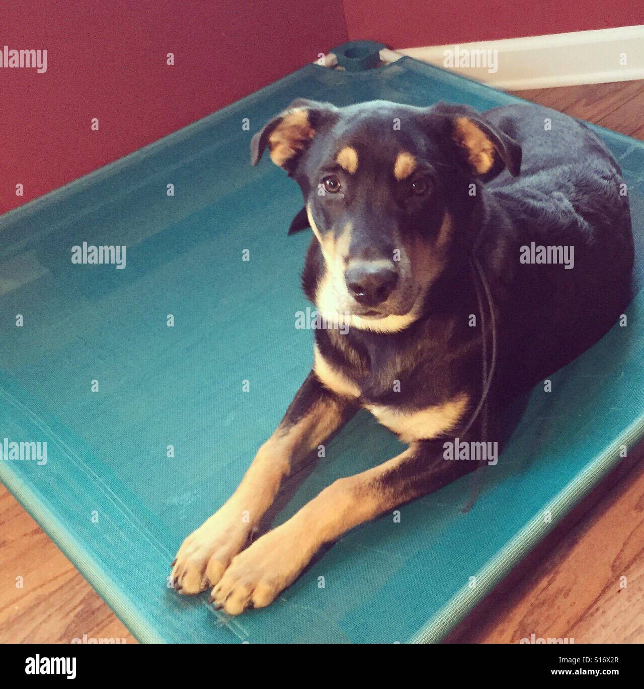 Rottweiler Shepherd mix is on high alert while on his mat Stock Photo -  Alamy