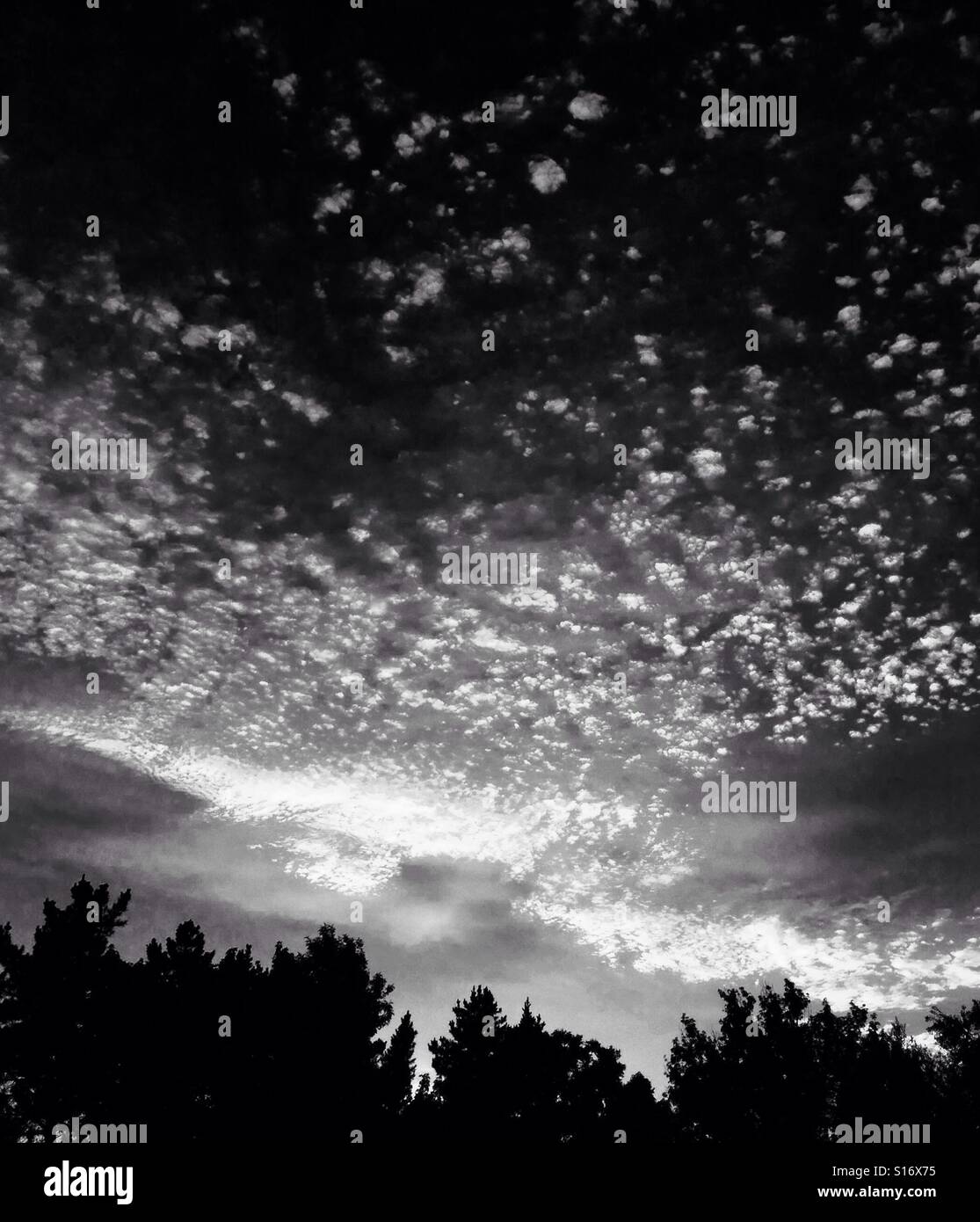 Light clouds over trees, in black and white - Smartphone Captured Stock Image