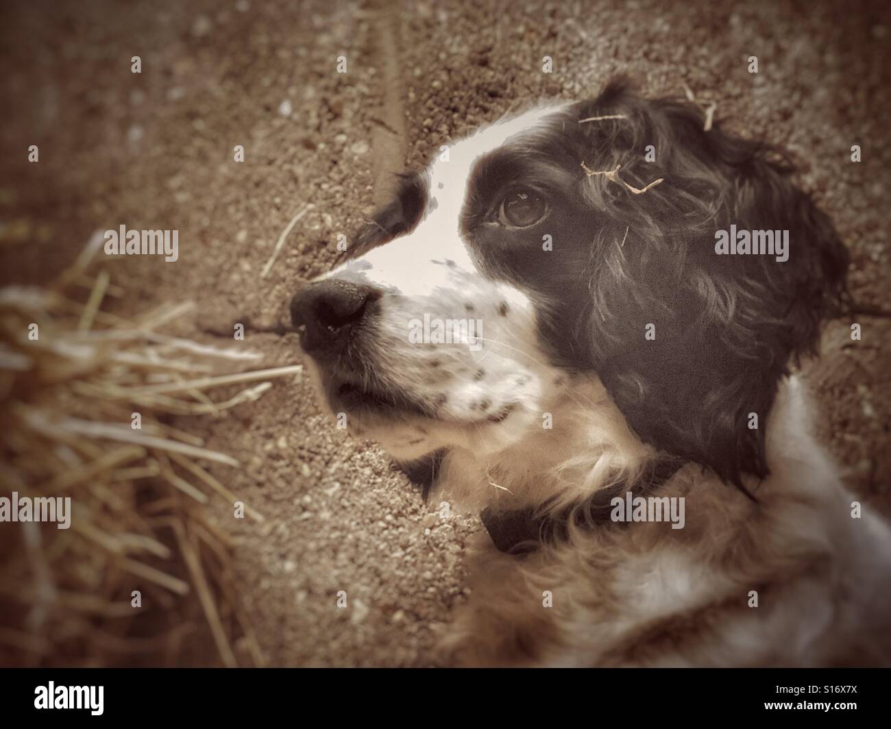 Cocker spaniel in a barn watching for rats - Smartphone Captured Stock Image