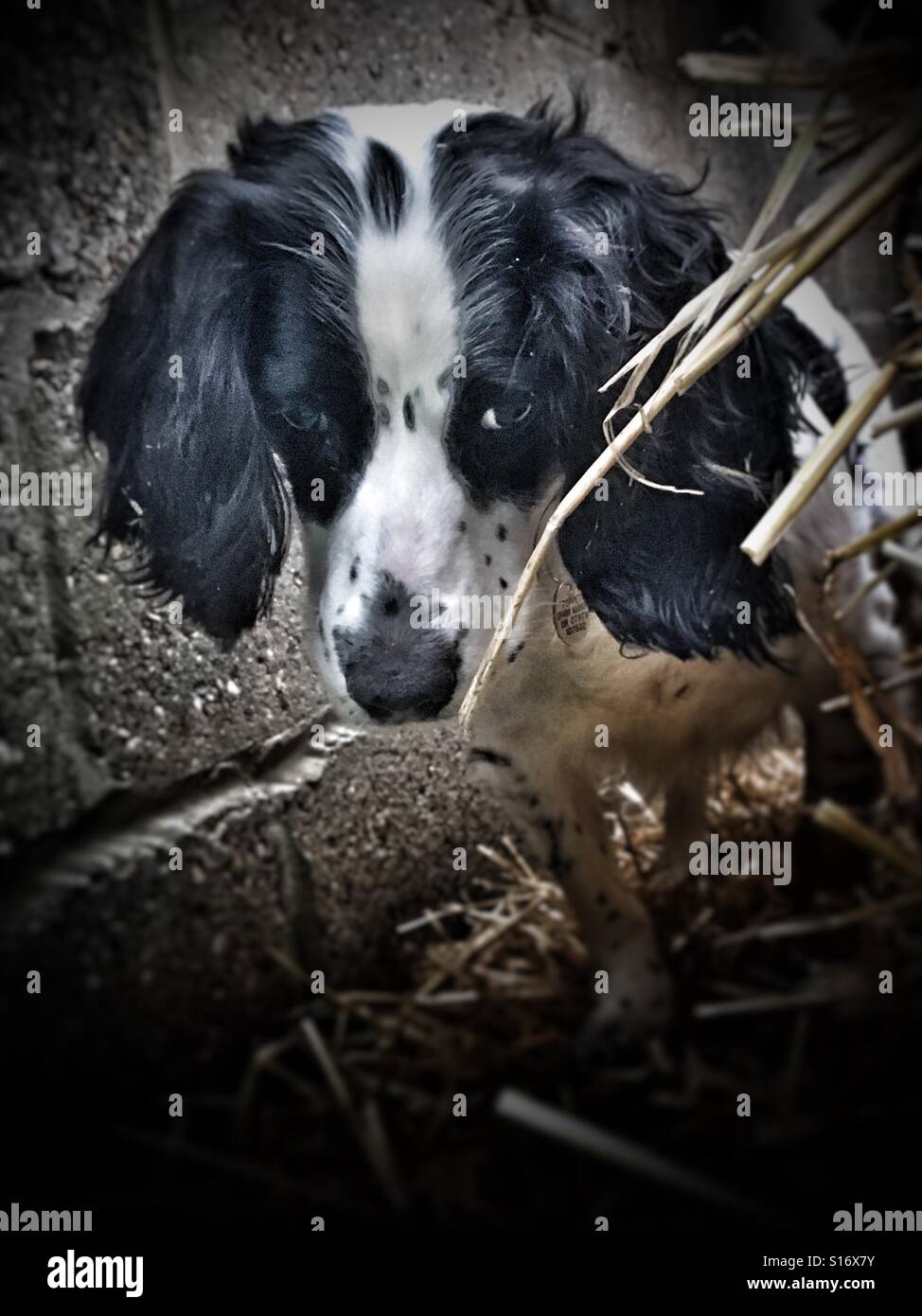 Cocker spaniel watching for rats in a straw bale Stock Photo