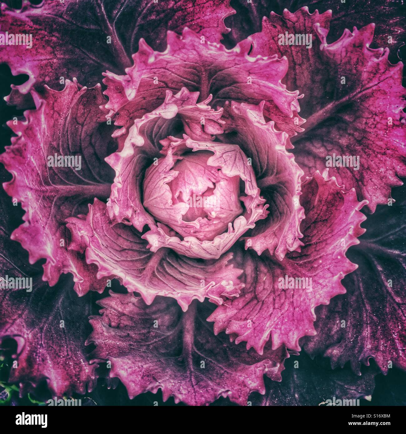 Ornamental lettuce plant Stock Photo Alamy