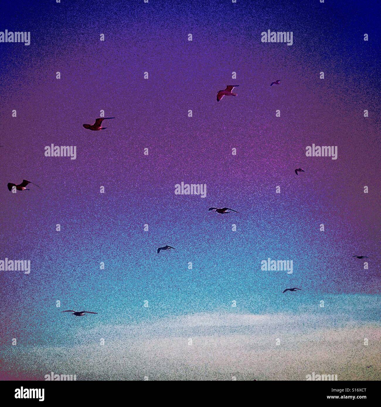 Birds in flight, an artistic rendering of seagulls in flight against a multicoloured sky - Smartphone Captured Stock Image