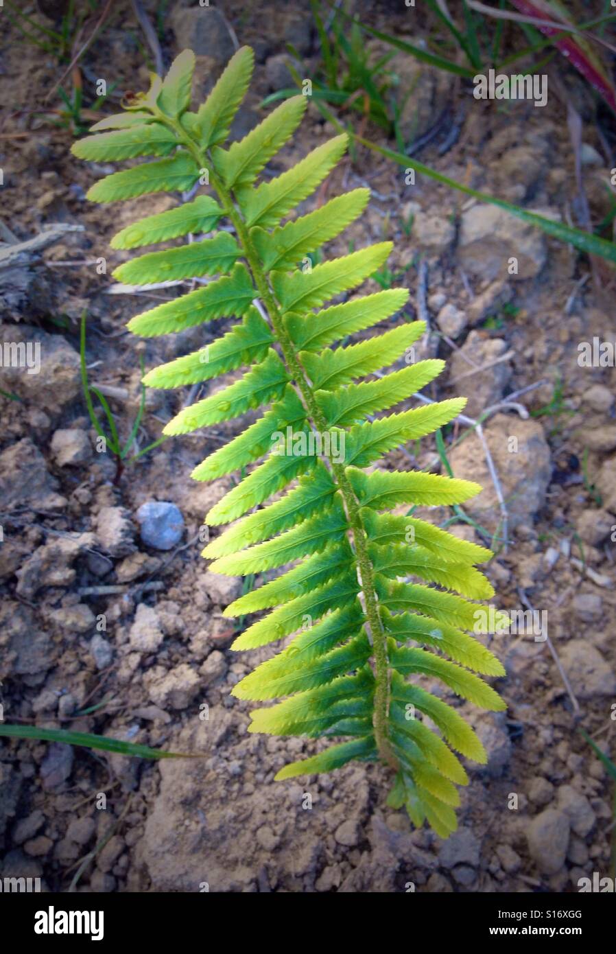 The Lonesome Fern Frond. Stock Photo
