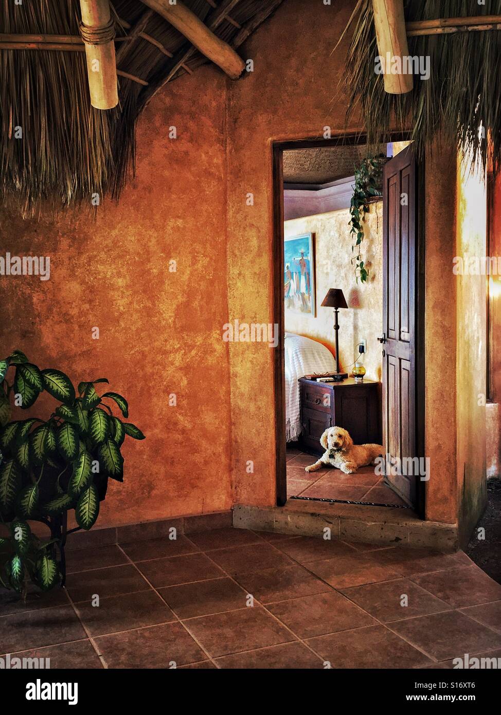 An open doorway to a bedroom in a tropical home under a palapa roof shows a glimpse of the room and a dog relaxing on the floor. Stock Photo