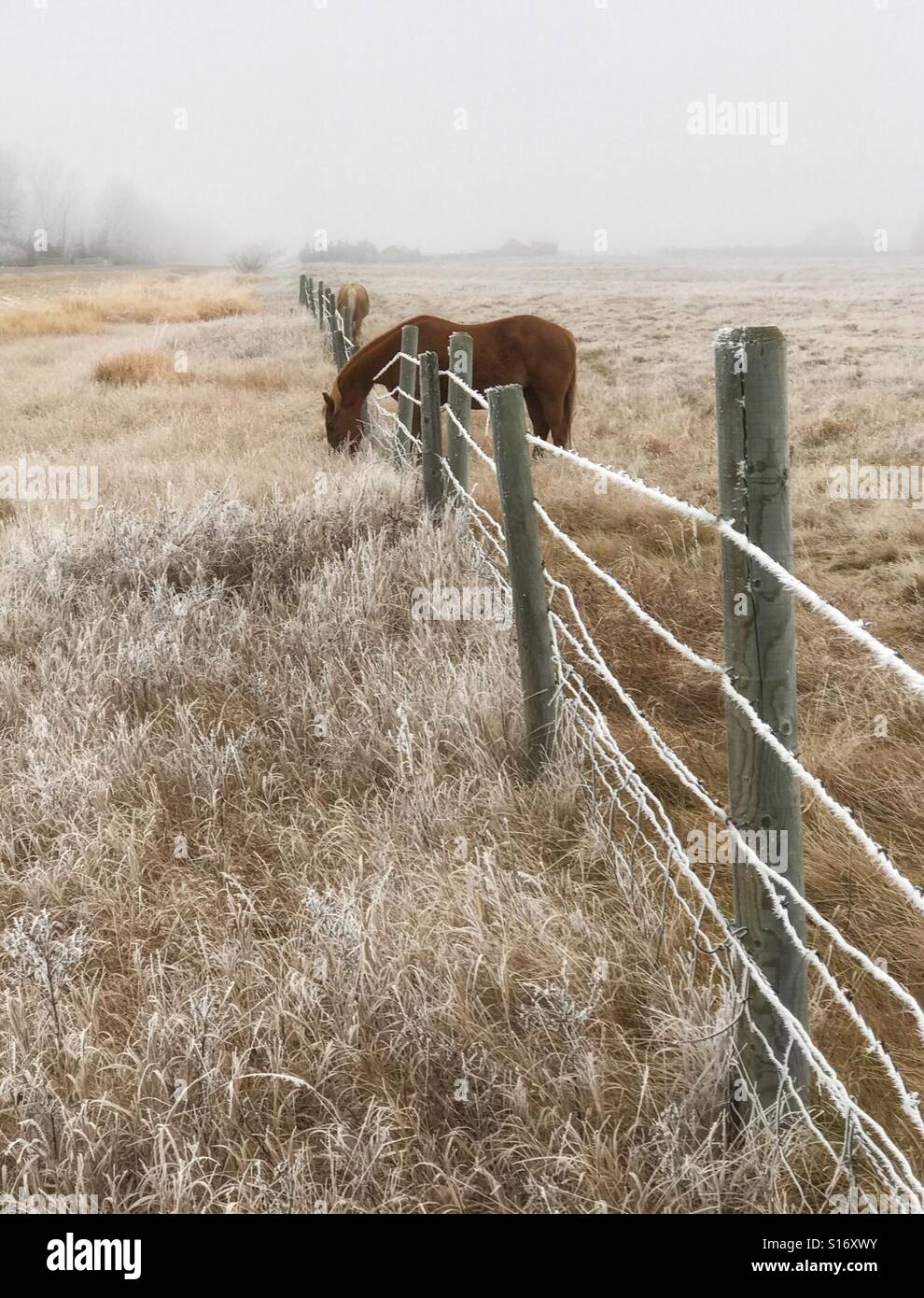 A horse reaches over a barbed wire fence to graze on grasses there. - Smartphone Captured Stock Image