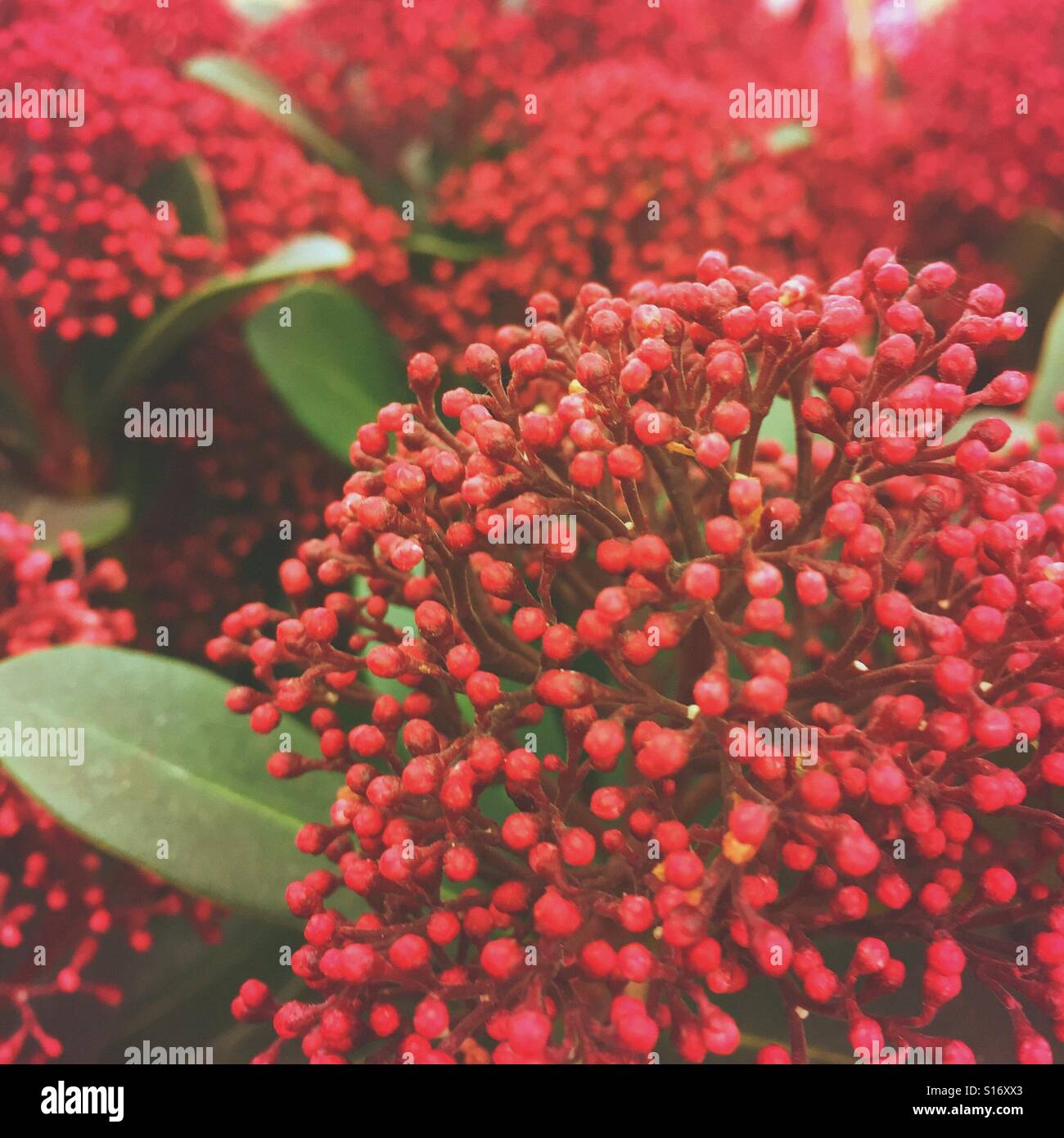 Red berries plants Stock Photo
