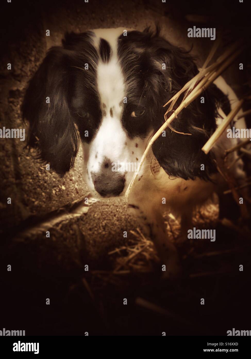 Cocker spaniel hunting rats among straw in a barn - Smartphone Captured Stock Image