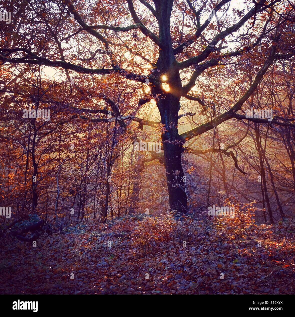 Autumn scene at Judy Woods in Bradford. West Yorkshire. - Smartphone Captured Stock Image