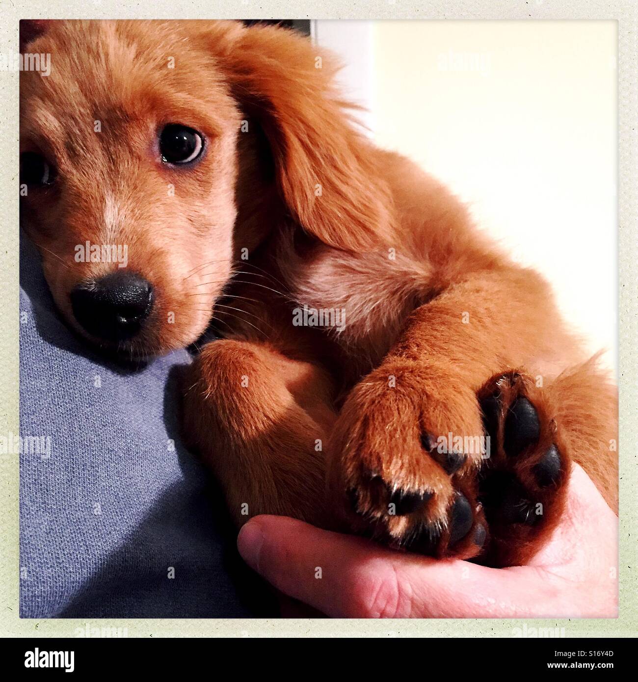 Puppy In Hand High Resolution Stock Photography and Images - Alamy