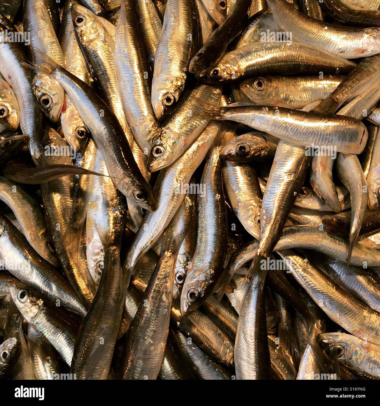 White bait fish hi-res stock photography and images - Alamy