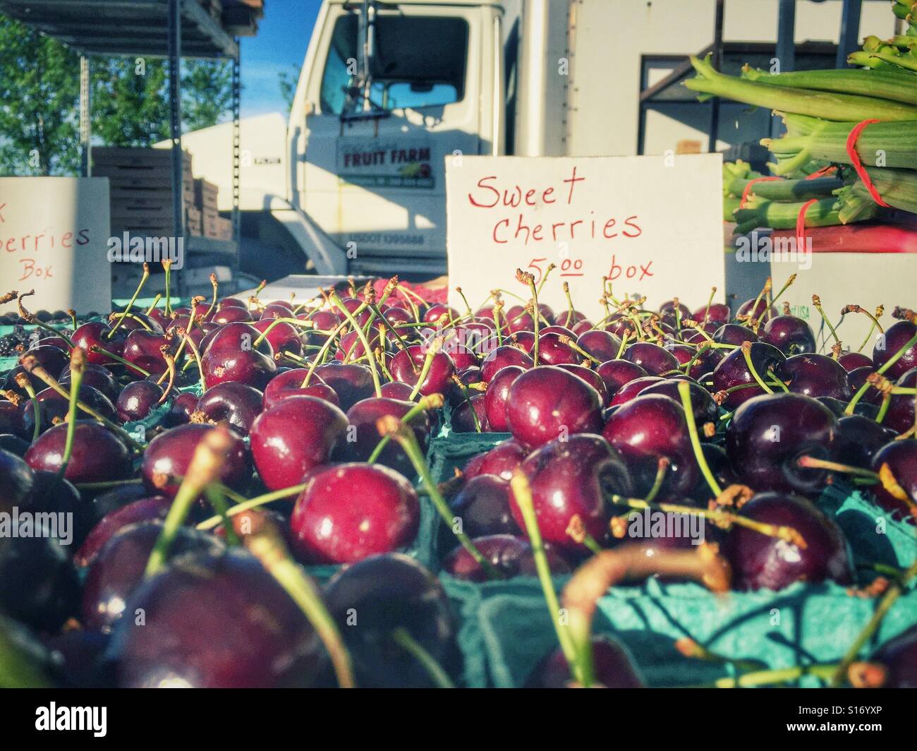 Sweet Cherries Stock Photo