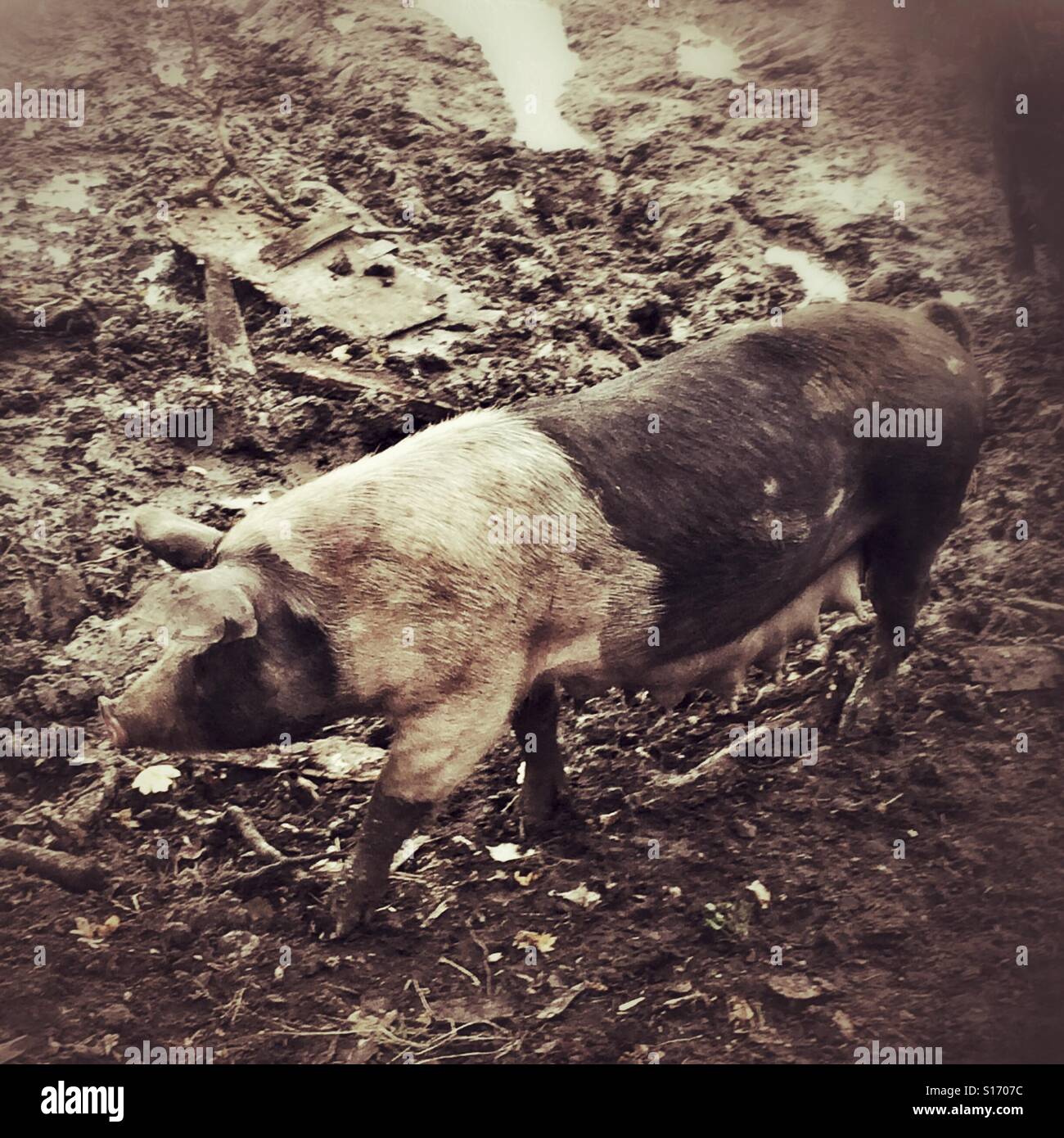 Black and white pig in a muddy field, Hampshire, England, United Kingdom. - Smartphone Captured Stock Image