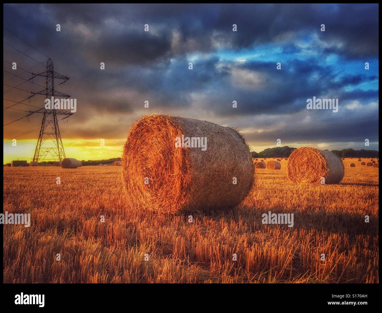 A field of newly produced hay bales are bathed in warm evening light during Harvest time. The location is a field in the South of England. The pic. has copy space and no people. Photo © COLIN HOSKINS. - Smartphone Captured Stock Image