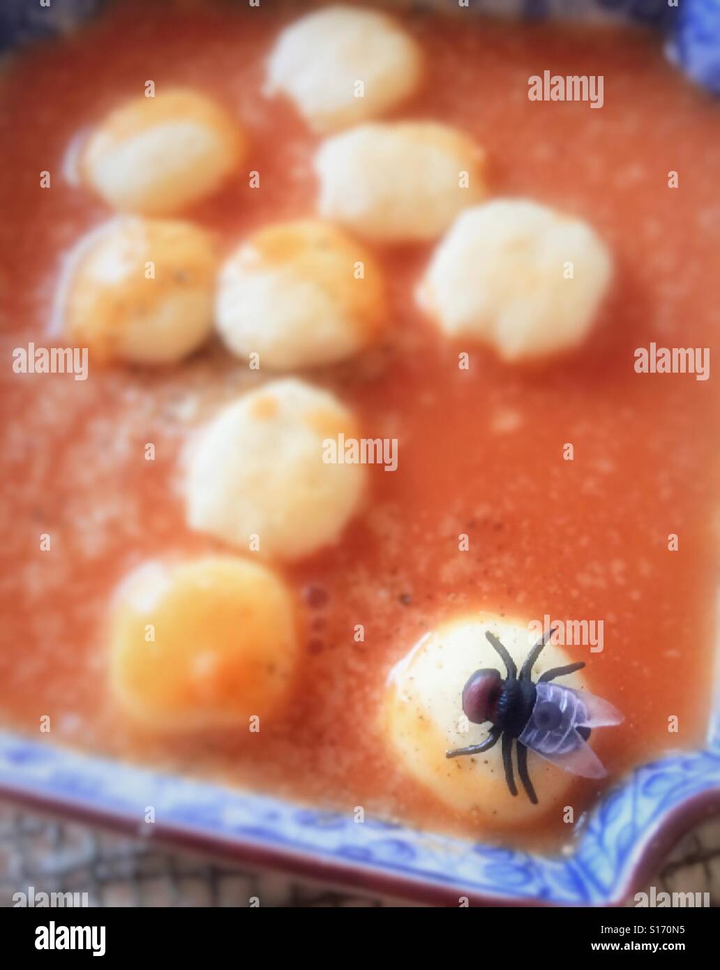 Housefly sits on oyster crackers in a bowl of tomato soup - Smartphone Captured Stock Image