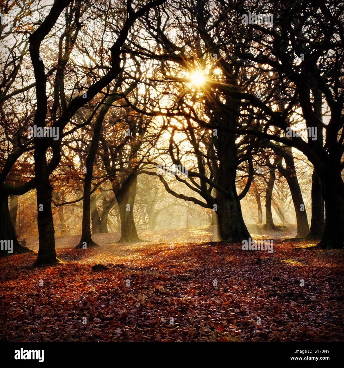 Autumn forest scene. Judy Woods, Bradford, West Yorkshire. - Smartphone Captured Stock Image