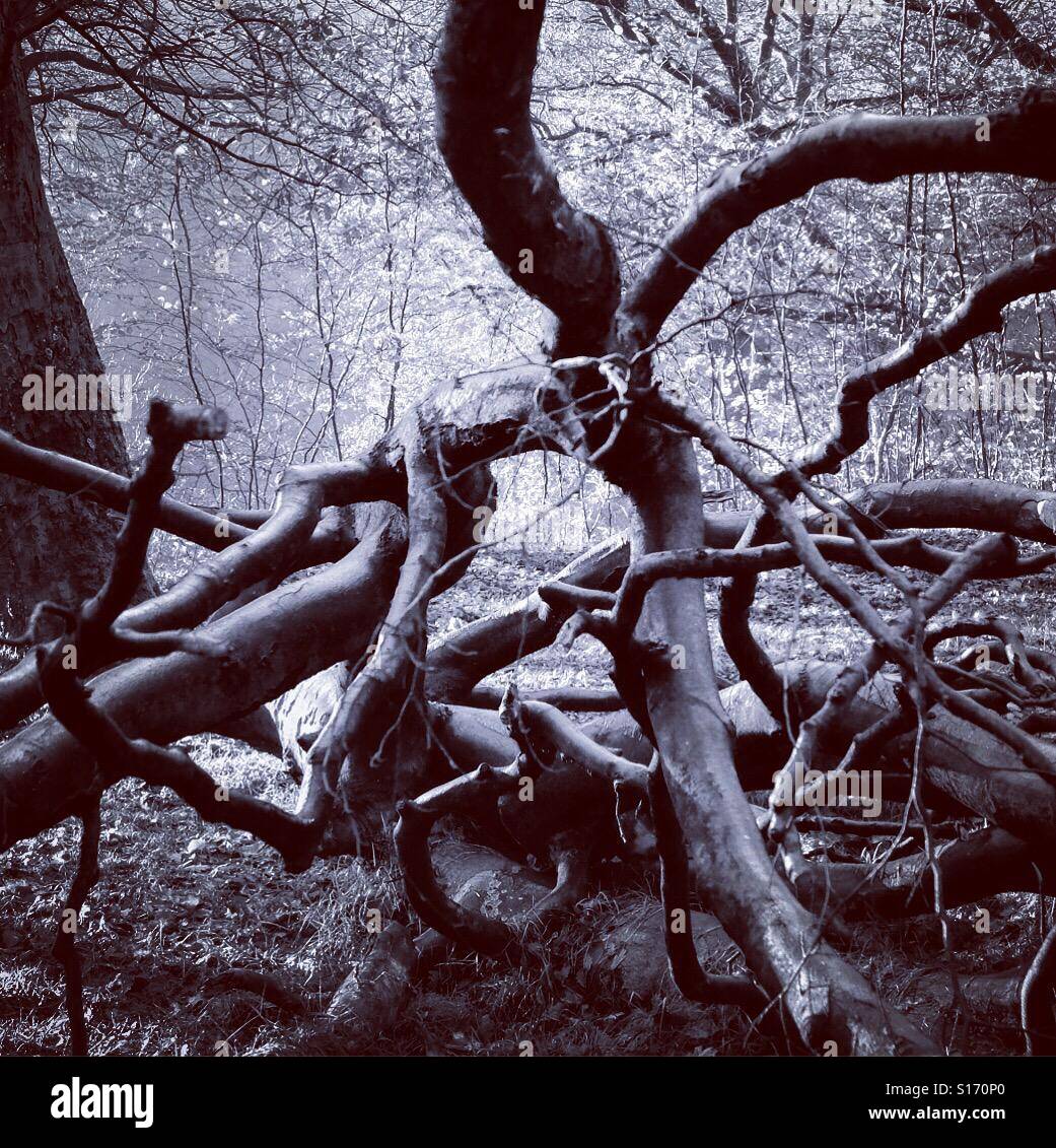 Autumn forest scene. Judy Woods, Bradford, West Yorkshire. - Smartphone Captured Stock Image