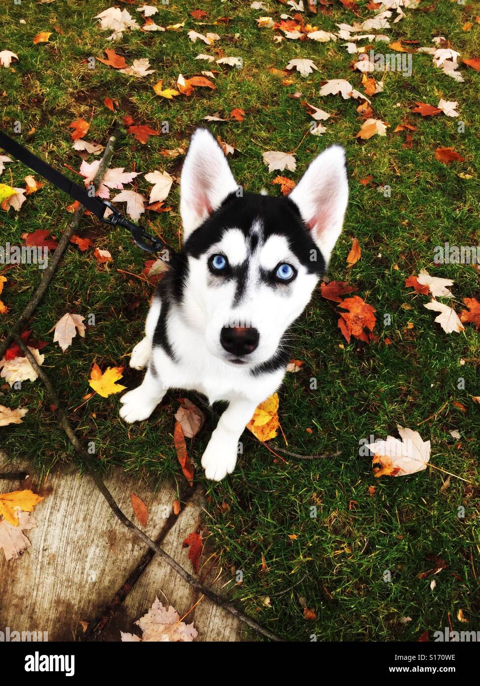 Hypnotic Puppy Eyes Stock Photo Alamy