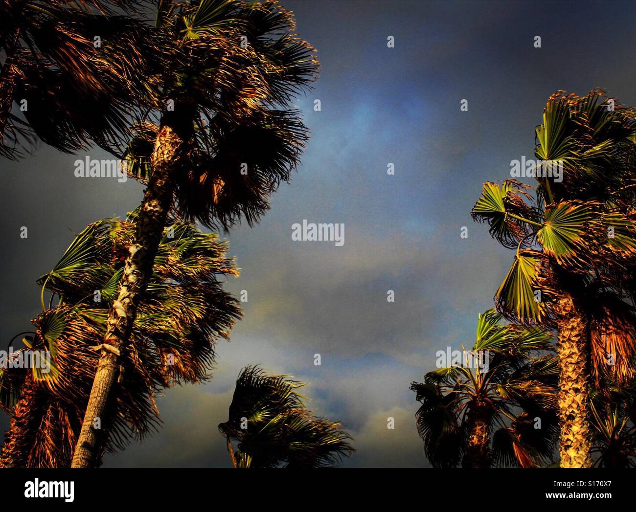 Palm trees storm hires stock photography and images Alamy