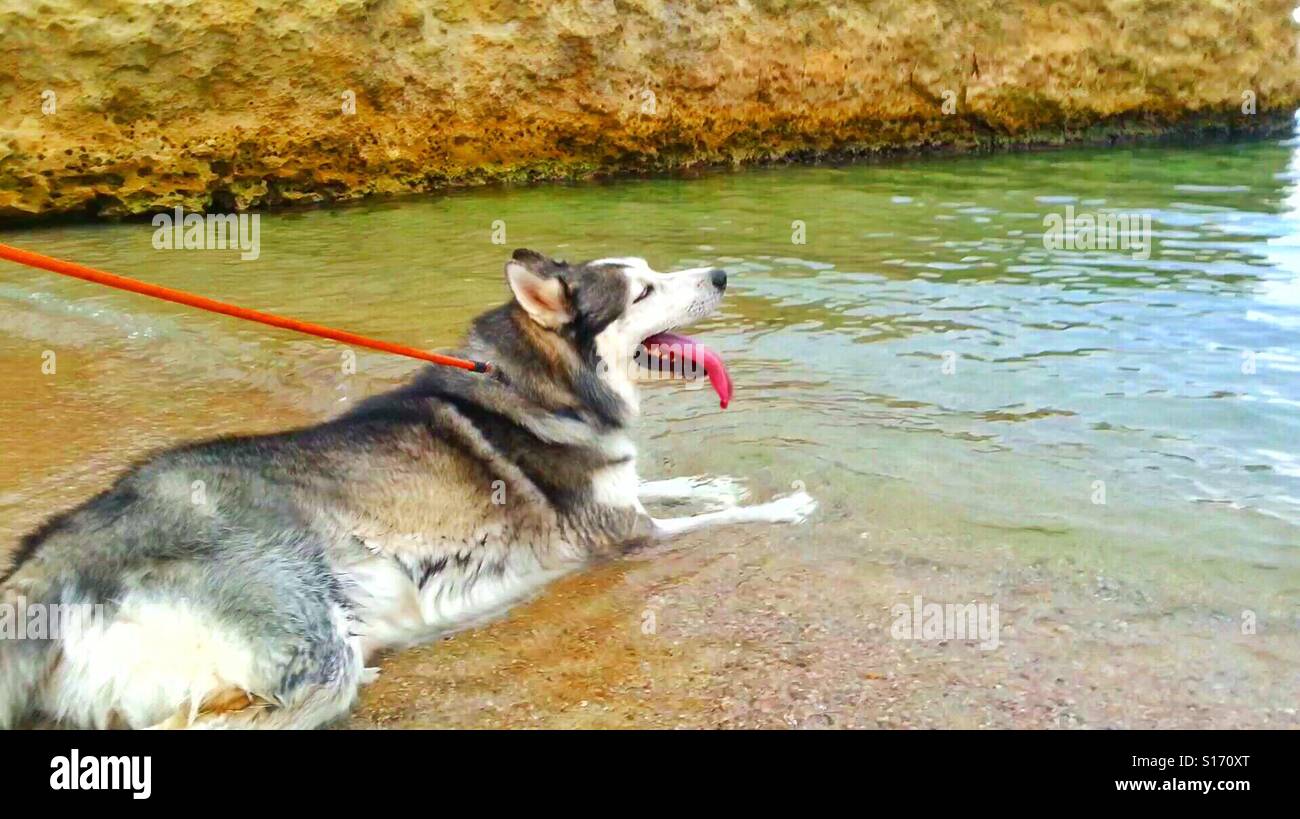 siberian husky needs