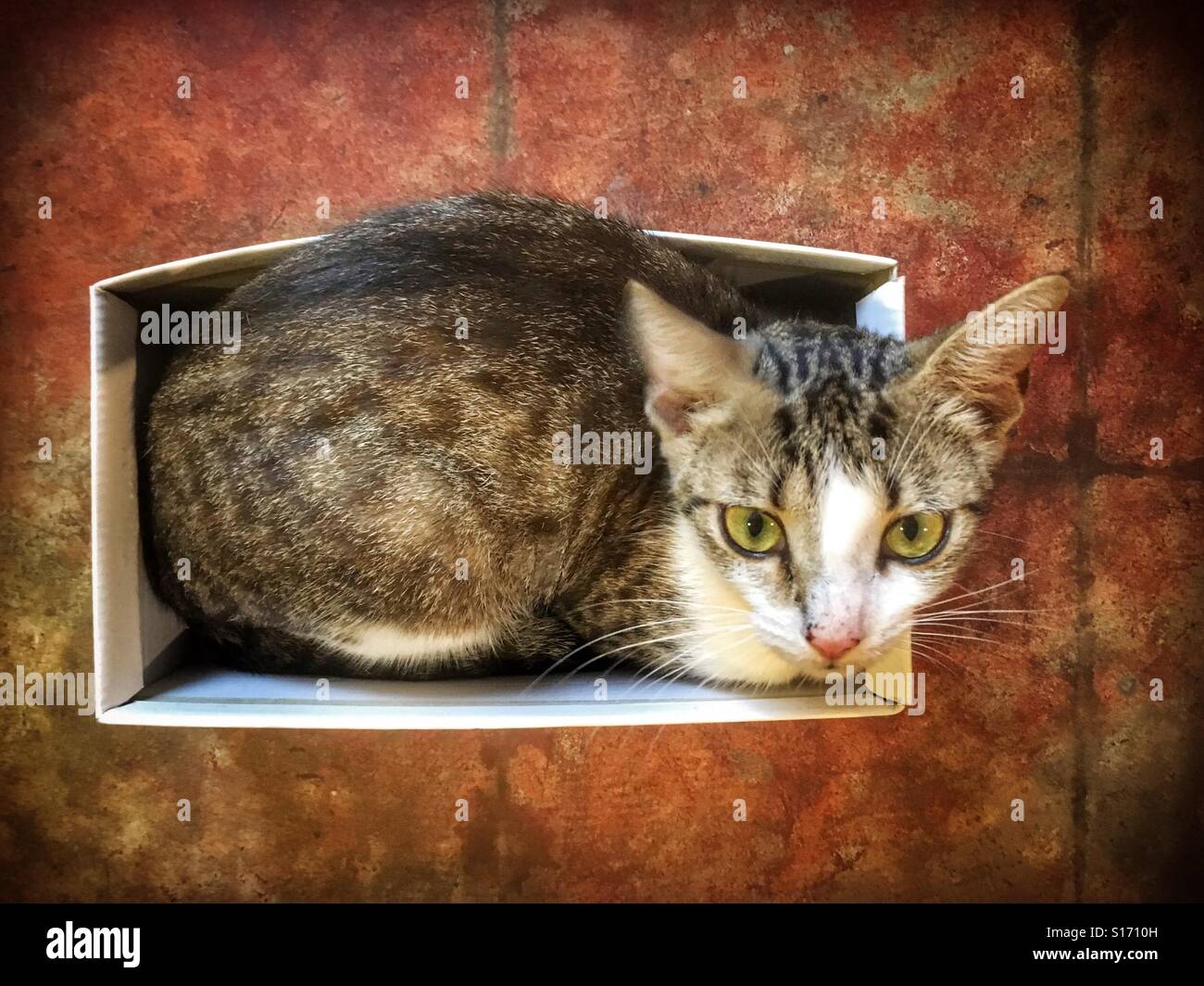 Kitten in a box Stock Photo Alamy