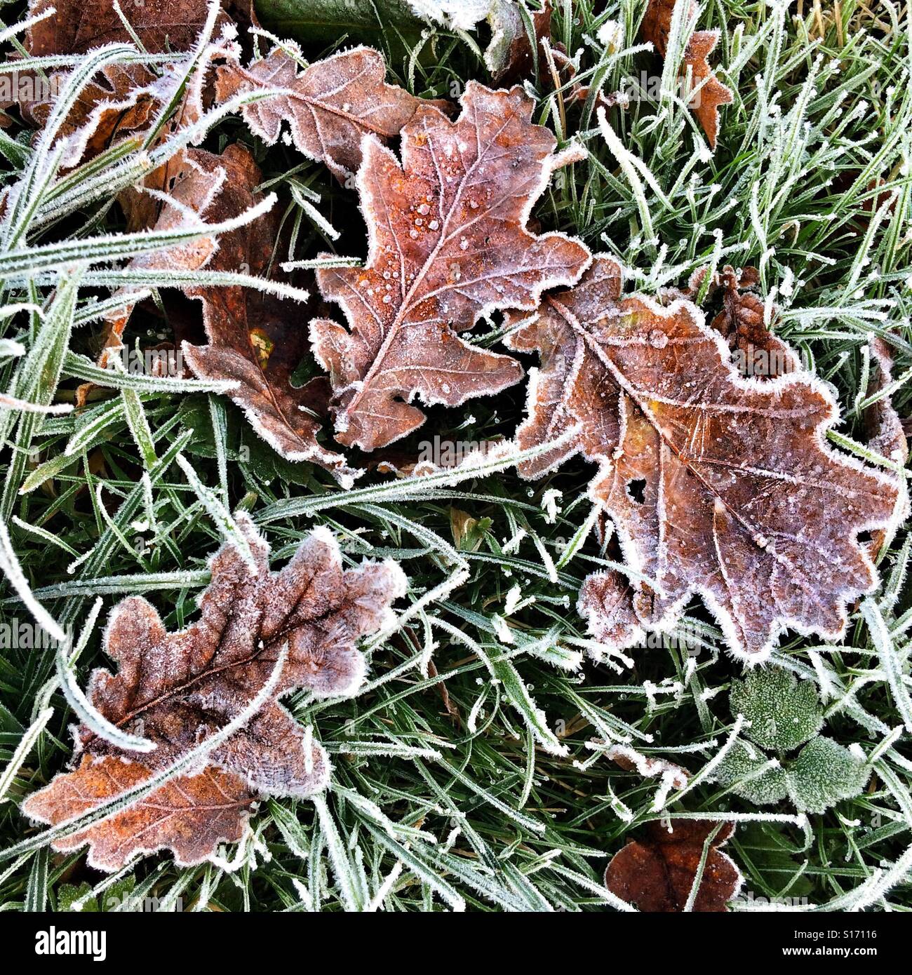 Oak leaves covered in frost, Hampshire, England, United Kingdom. - Smartphone Captured Stock Image