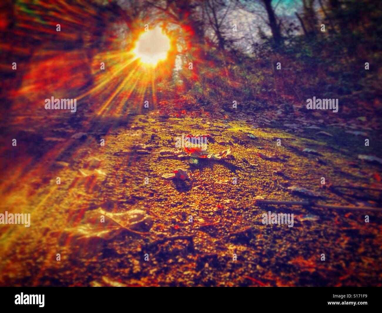 Sunlight in forests hi-res stock photography and images - Alamy