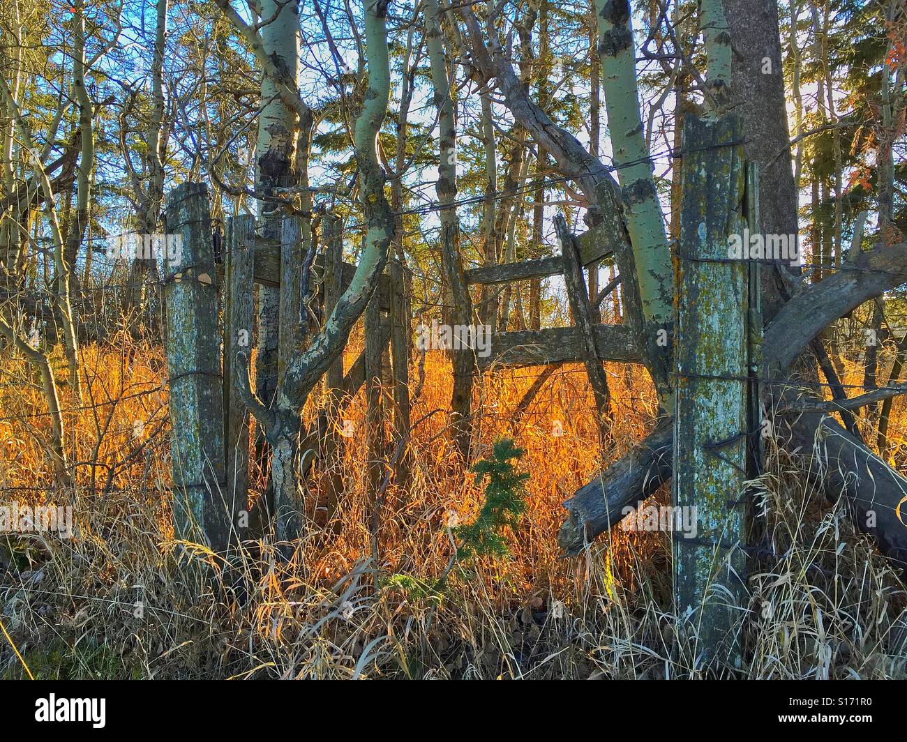 Old wooden gate in the country - Smartphone Captured Stock Image