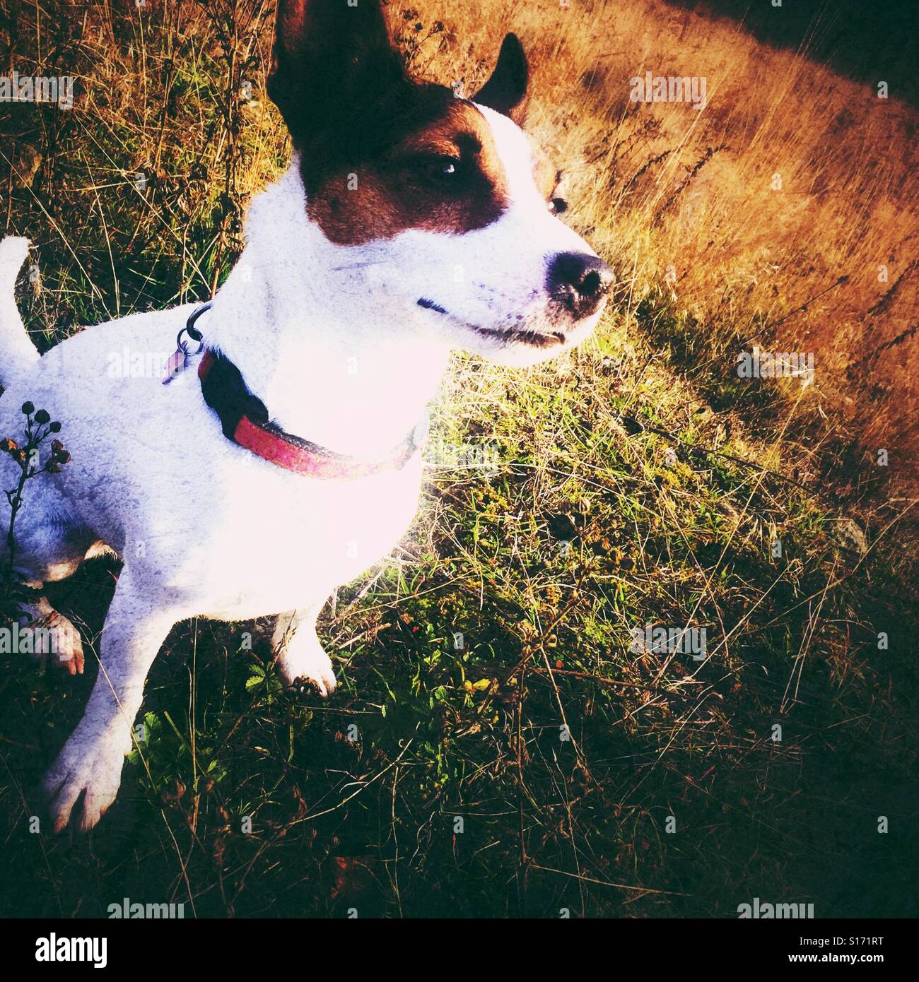 Dog sitting in grass outdoors on a sunny autumn afternoon. Grunge edit. - Smartphone Captured Stock Image