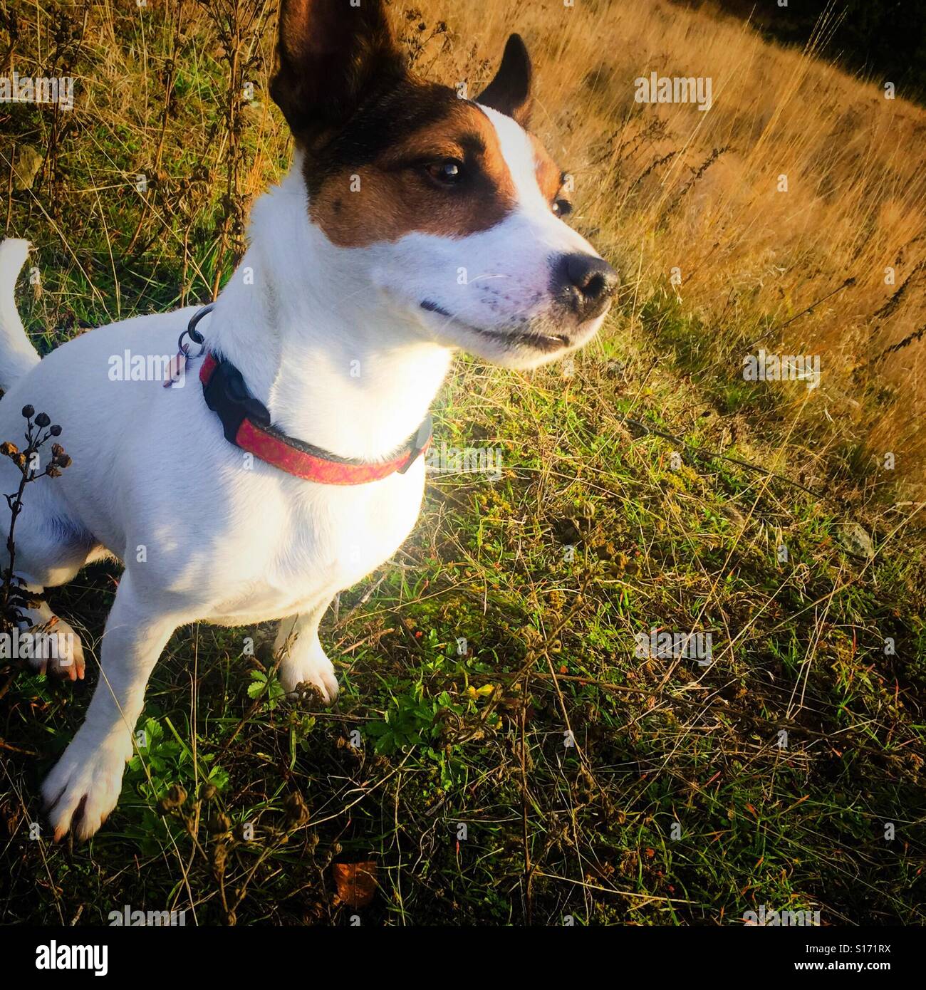 Dog sitting in the grass on a sunny autumn afternoon - Smartphone Captured Stock Image